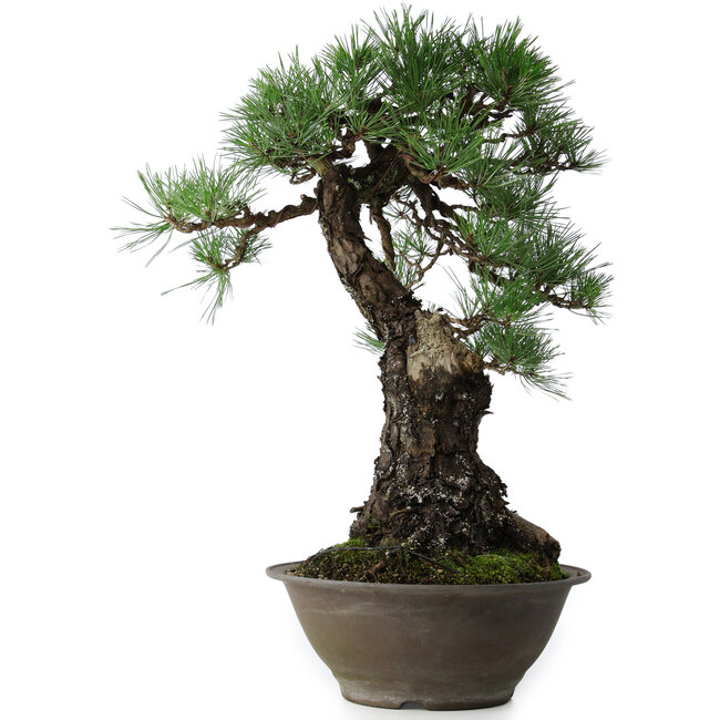 Pinus thunbergii, 57,5 cm, ± 60 years old