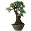 Pinus thunbergii, 57,5 cm, ± 60 jaar oud
