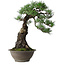 Pinus thunbergii, 57,5 cm, ± 60 jaar oud