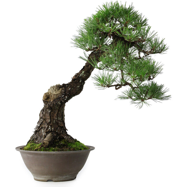 Pinus thunbergii, 57,5 cm, ± 60 Jahre alt