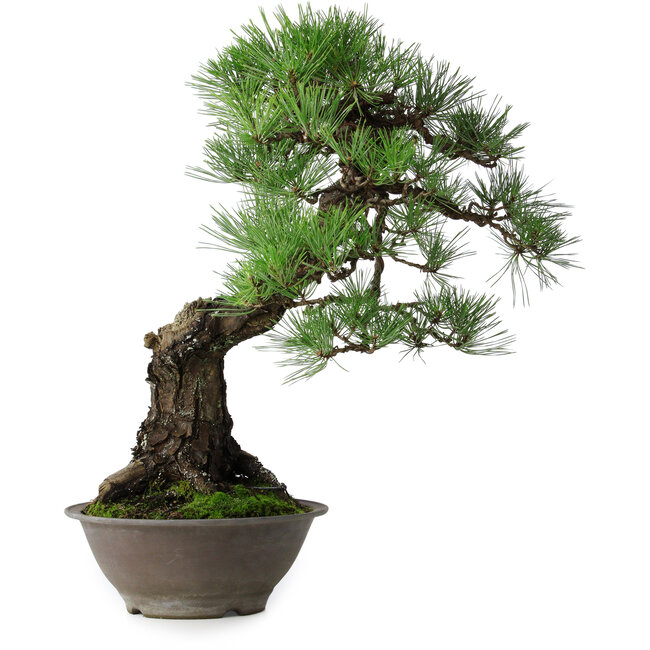 Pinus thunbergii, 57,5 cm, ± 60 ans