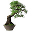 Pinus thunbergii, 57,5 cm, ± 60 jaar oud
