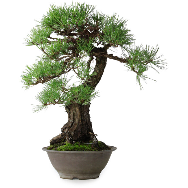 Pinus thunbergii, 57,5 cm, ± 60 ans