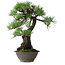 Pinus thunbergii, 57,5 cm, ± 60 ans