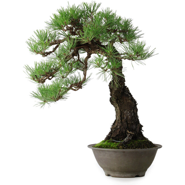 Pinus thunbergii, 57,5 cm, ± 60 jaar oud