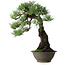 Pinus thunbergii, 57,5 cm, ± 60 jaar oud