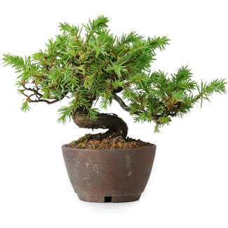Juniperus rigida, 12,5 cm, ± 10 ans