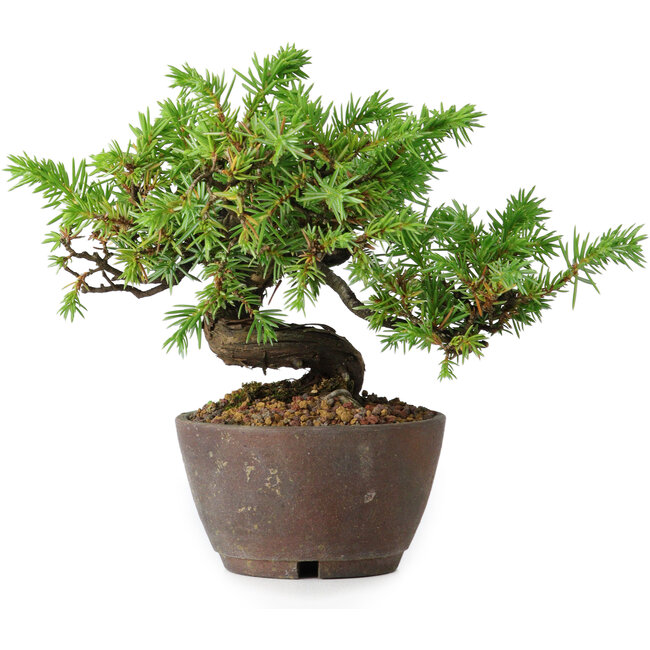 Juniperus rigida, 12,5 cm, ± 10 anni