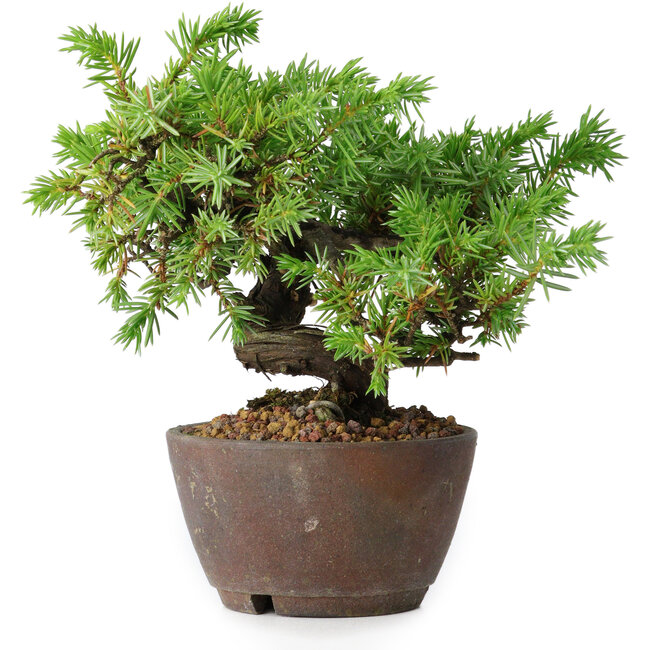 Juniperus rigida, 12,5 cm, ± 10 years old