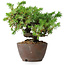 Juniperus rigida, 12,5 cm, ± 10 ans
