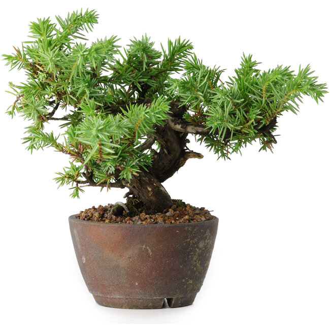 Juniperus rigida, 12,5 cm, ± 10 jaar oud