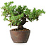 Juniperus rigida, 12,5 cm, ± 10 Jahre alt
