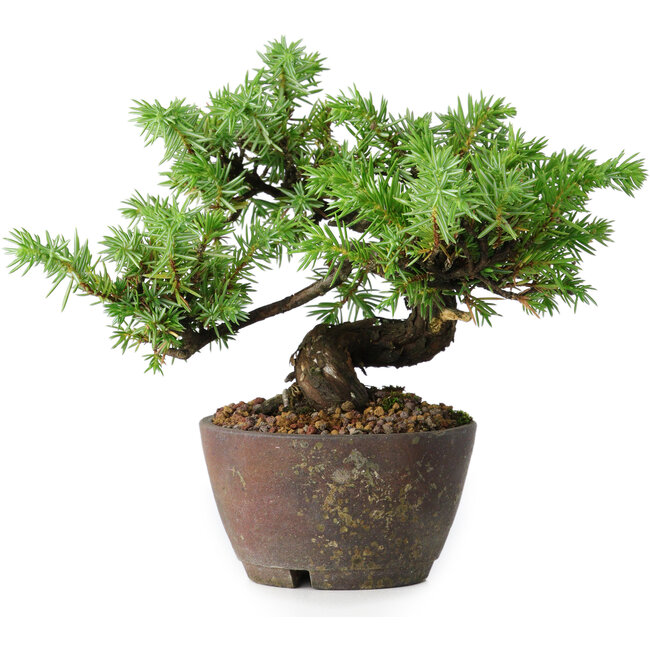 Juniperus rigida, 12,5 cm, ± 10 años