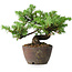Juniperus rigida, 12,5 cm, ± 10 anni