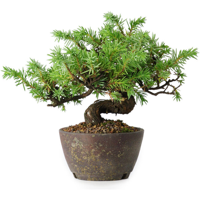 Juniperus rigida, 12,5 cm, ± 10 anni