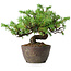 Juniperus rigida, 12,5 cm, ± 10 Jahre alt