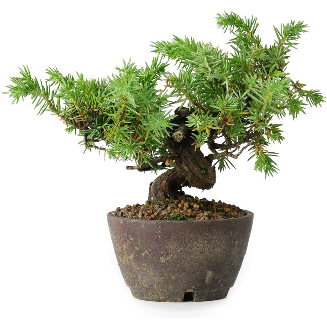 Juniperus rigida, 12,5 cm, ± 10 Jahre alt