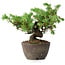 Juniperus rigida, 12,5 cm, ± 10 ans