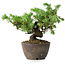 Juniperus rigida, 12,5 cm, ± 10 Jahre alt