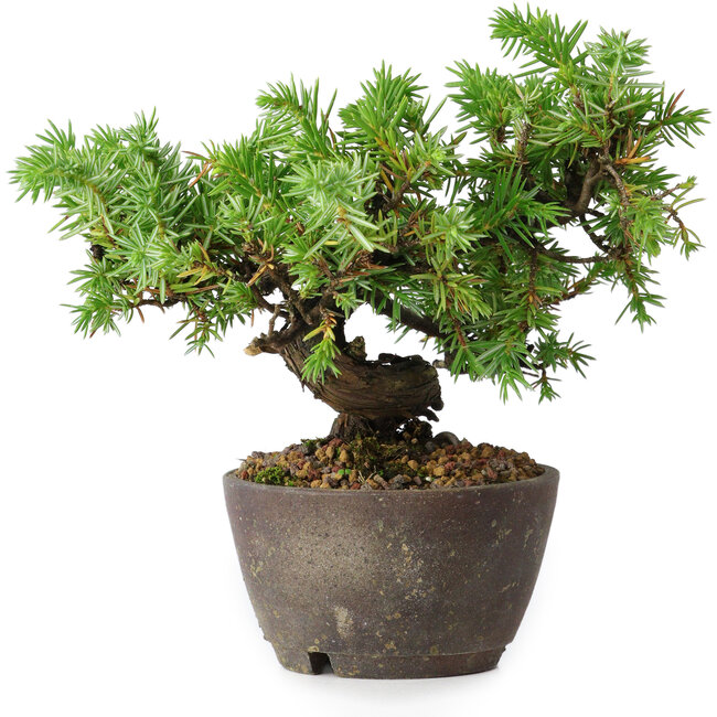 Juniperus rigida, 12,5 cm, ± 10 anni
