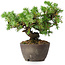 Juniperus rigida, 12,5 cm, ± 10 Jahre alt