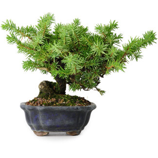Juniperus rigida, 13 cm, ± 10 anni
