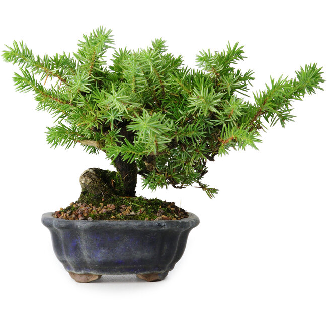 Juniperus rigida, 13 cm, ± 10 anni