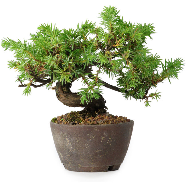 Juniperus rigida, 12,5 cm, ± 10 years old