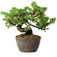Juniperus rigida, 12,5 cm, ± 10 anni