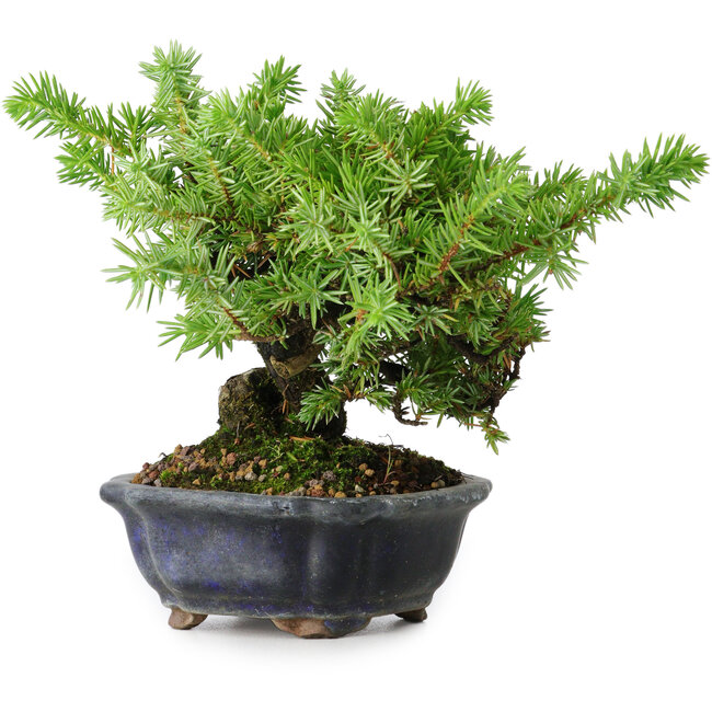 Juniperus rigida, 13 cm, ± 10 jaar oud