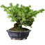 Juniperus rigida, 13 cm, ± 10 Jahre alt
