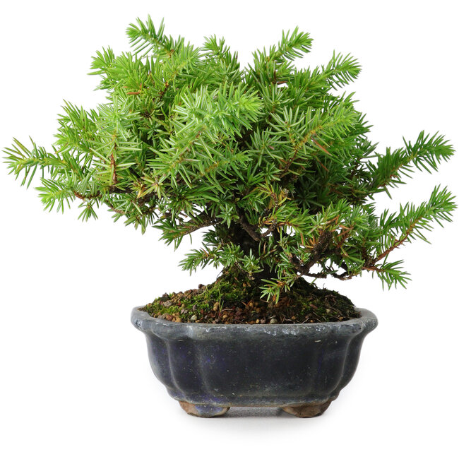 Juniperus rigida, 13 cm, ± 10 Jahre alt