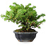 Juniperus rigida, 13 cm, ± 10 ans