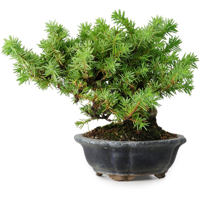 Juniperus rigida, 13 cm, ± 10 ans