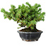 Juniperus rigida, 13 cm, ± 10 Jahre alt