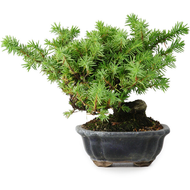 Juniperus rigida, 13 cm, ± 10 años