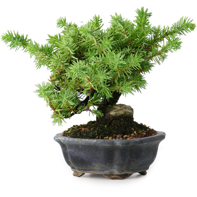 Juniperus rigida, 13 cm, ± 10 años