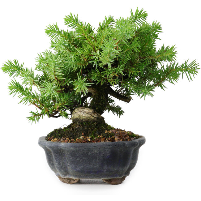 Juniperus rigida, 13 cm, ± 10 years old