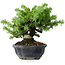 Juniperus rigida, 13 cm, ± 10 Jahre alt