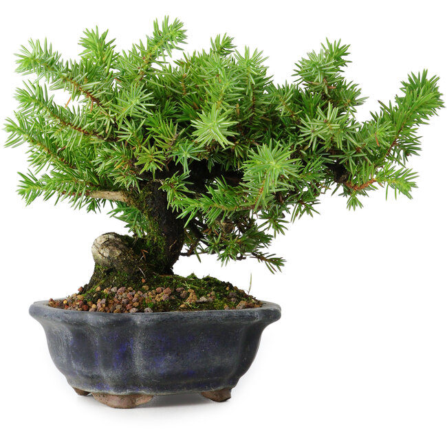 Juniperus rigida, 13 cm, ± 10 ans