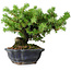 Juniperus rigida, 13 cm, ± 10 anni
