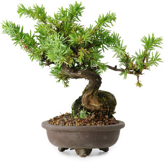 Juniperus rigida, 12,5 cm, ± 10 anni