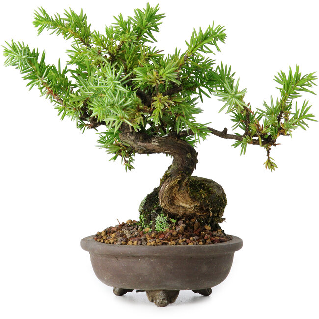 Juniperus rigida, 12,5 cm, ± 10 anni