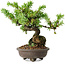 Juniperus rigida, 12,5 cm, ± 10 años
