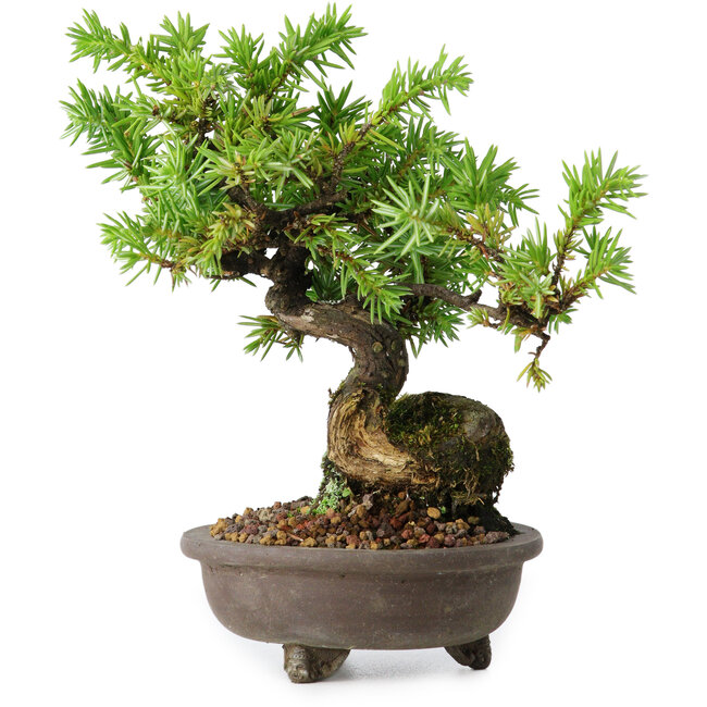 Juniperus rigida, 12,5 cm, ± 10 years old