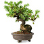 Juniperus rigida, 12,5 cm, ± 10 anni