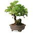 Juniperus rigida, 12,5 cm, ± 10 ans