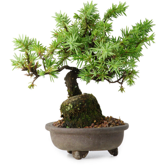 Juniperus rigida, 12,5 cm, ± 10 ans