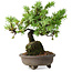 Juniperus rigida, 12,5 cm, ± 10 ans