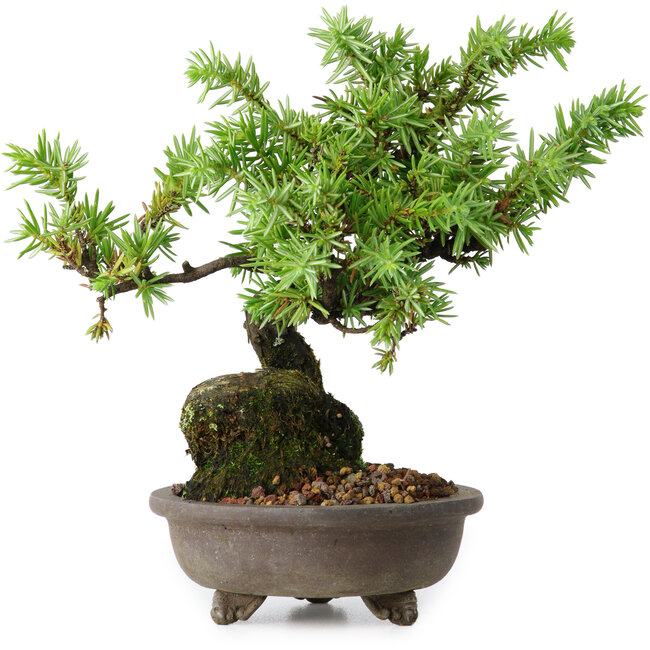 Juniperus rigida, 12,5 cm, ± 10 años